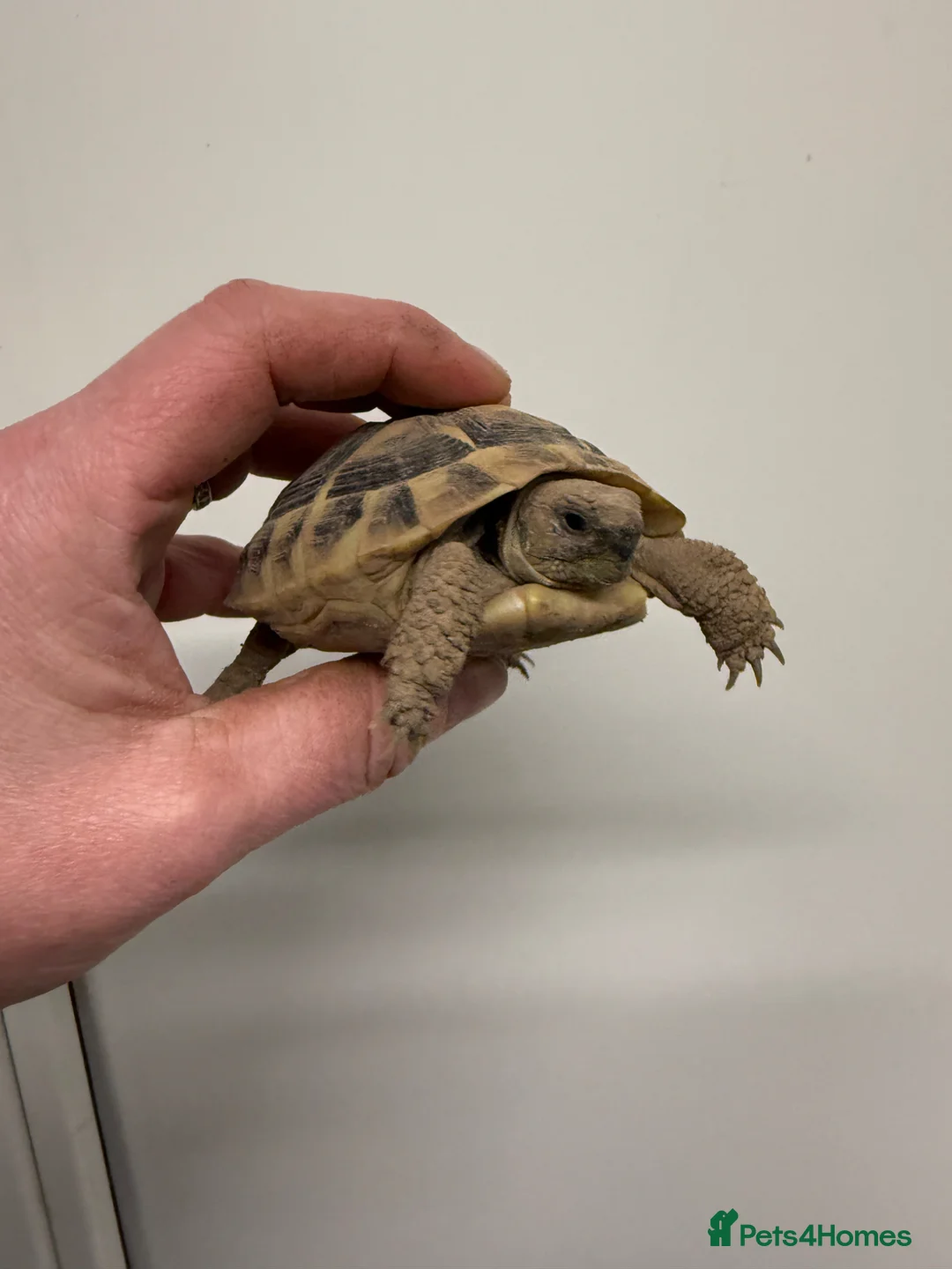 Tortoise reptiles for sale: Baby hermanns tortoise. Setups also available  - Advert 1