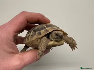 Tortoise reptiles for sale: Baby hermanns tortoise. Setups also available - Advert 1