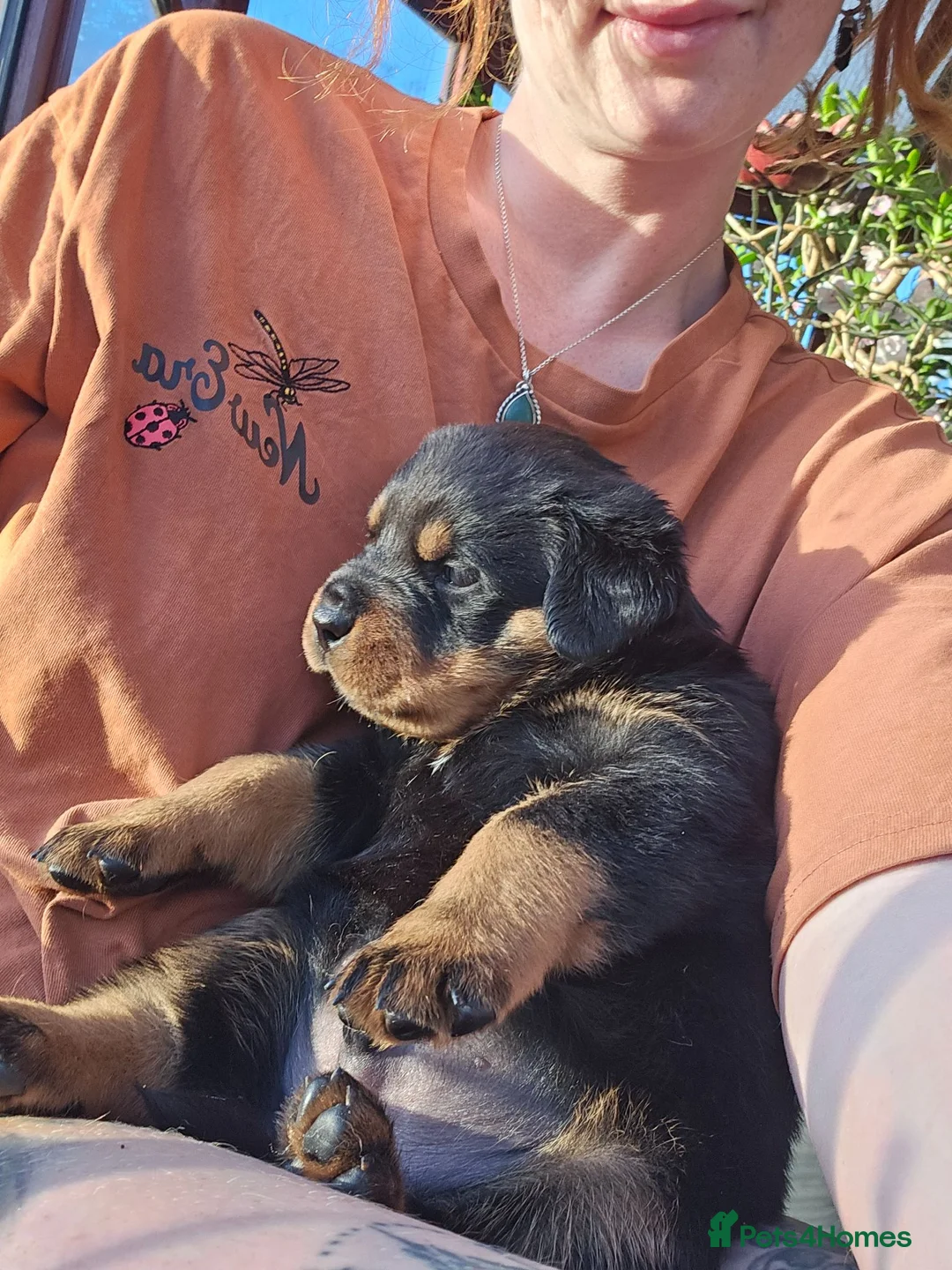 Rottweiler dogs for sale: Beautiful Show Quality Rottweiler Puppies - Advert 2