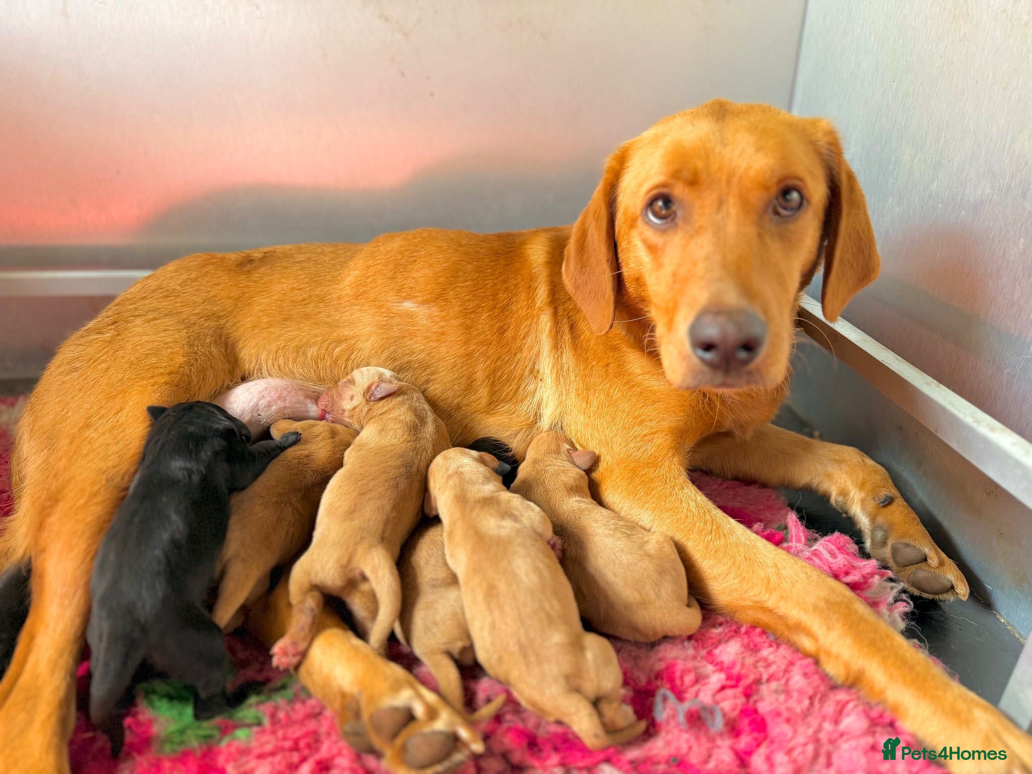 Labrador Retriever dogs Amazing litter of pups  - Advert 17