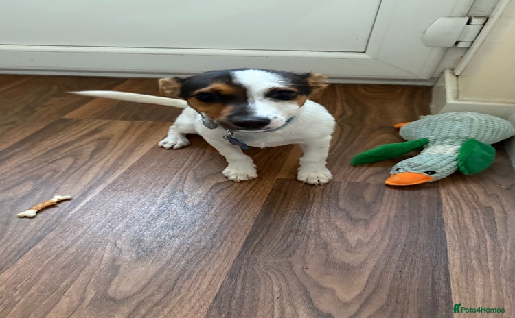 Jack Russell dogs - Advert 2