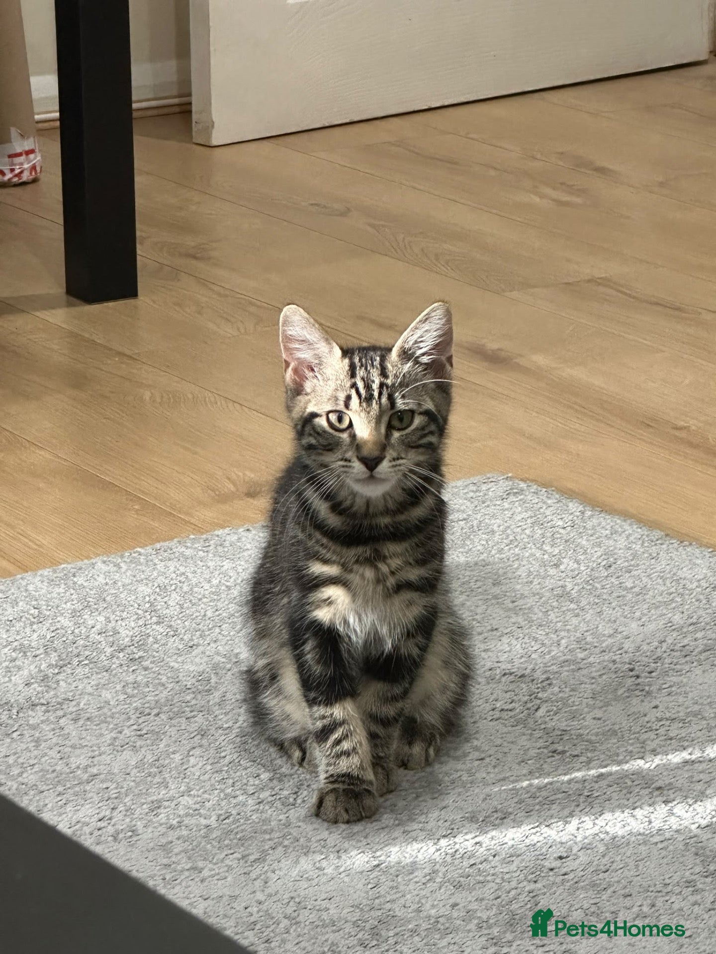 Domestic Shorthair cats Cat-lilo - Advert 6