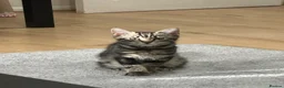 Domestic Shorthair cats for sale: Cat-lilo - Advert 1