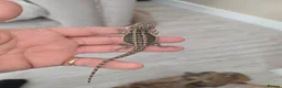 Bearded Dragon reptiles for sale: Baby beardies  - Advert 13