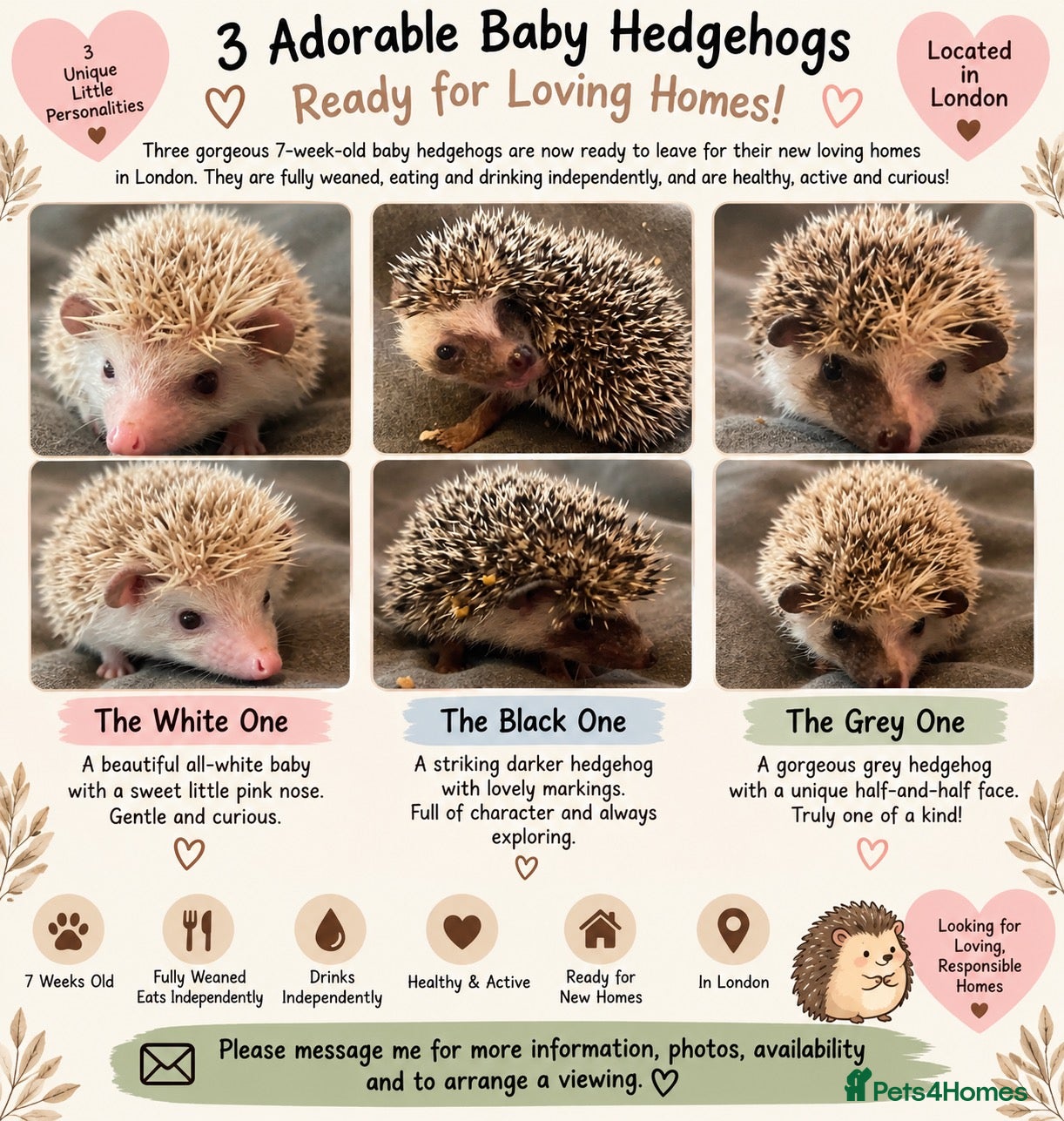 Pygmy Hedgehog rodents 3 Adorable 7-Week-Old Baby Hedgehogs Ready  - Advert 6