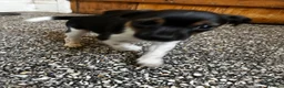 Jack Russell dogs for sale: Adorable Jack Russel pups for sale 3 boys in Rugeley - Advert 6