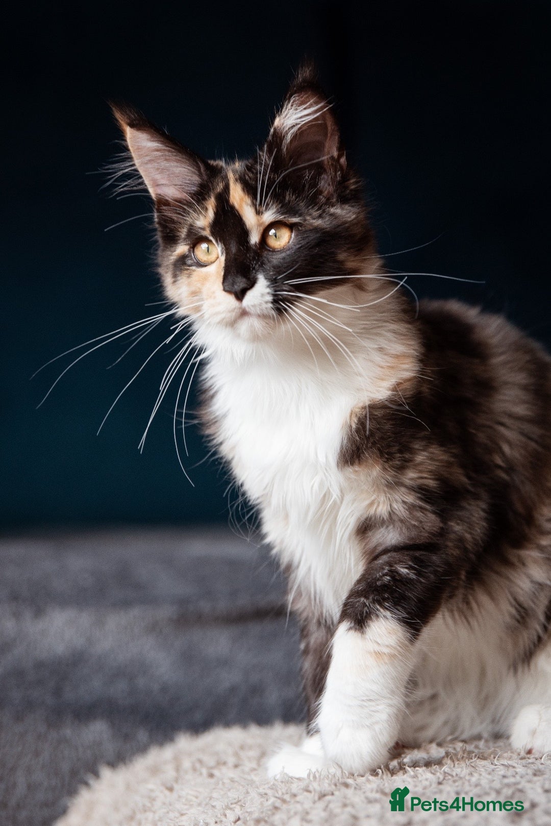 Maine Coon cats for sale: Pedigree Maine Coon Kittens (TICA) - Image 36