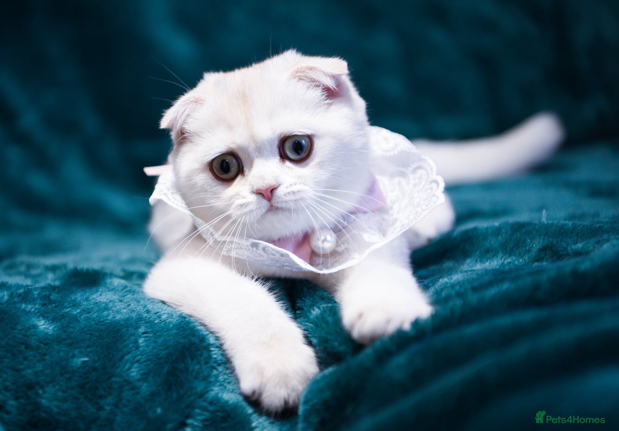 Scottish Fold cats Golden and silver Scottish fold / straight girls  - Advert 2