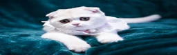 Scottish Fold cats for sale: Scottish fold PEDIGREE ready to leave - Advert 21