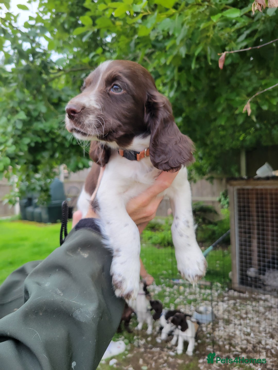 Sprocker dogs for sale: Sprocker puppies - Image 2