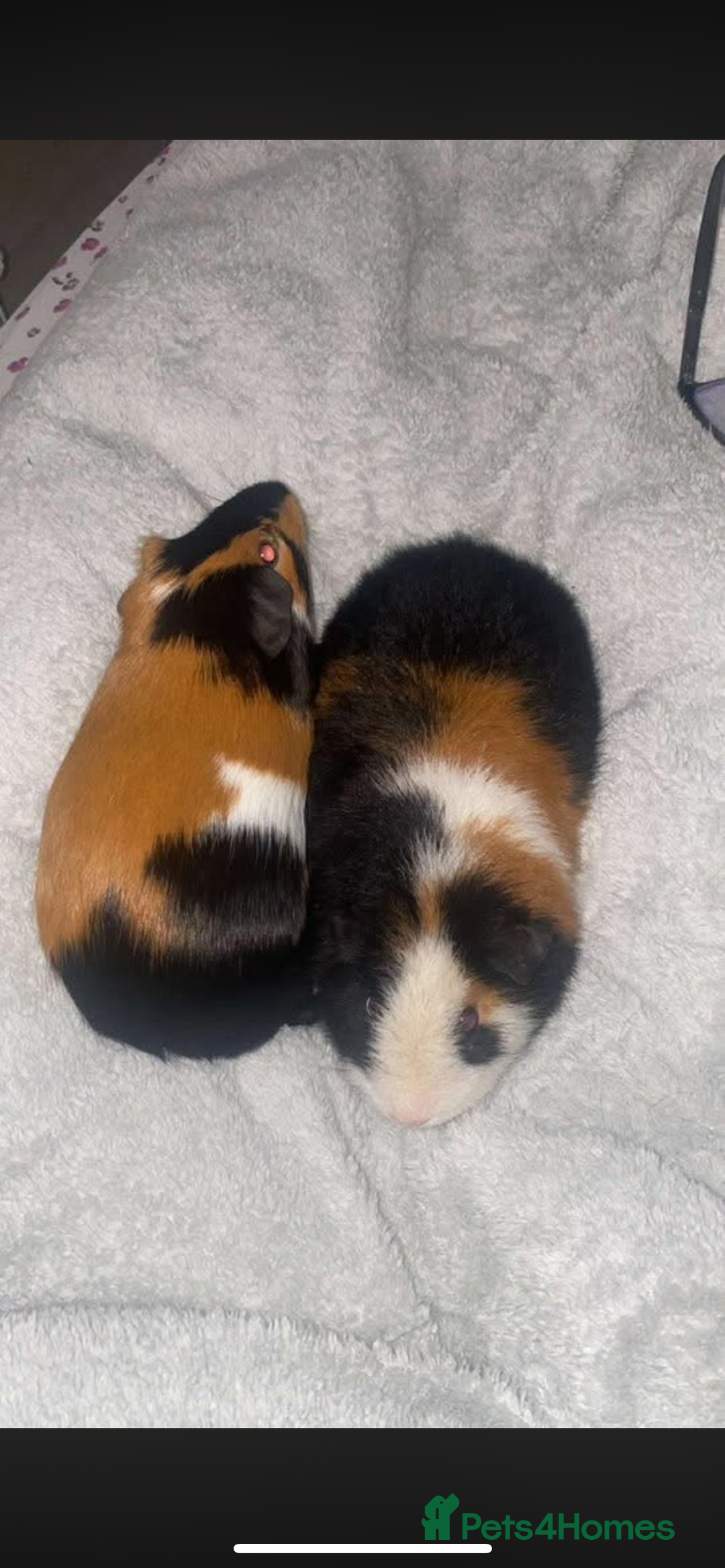 Guinea Pig rodents for sale: 2 male guinea pigs (brothers)  - Advert 9