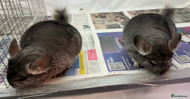 Chinchilla rodents Millie & Maisy, super tame standard sisters - Advert 2
