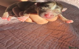 Chihuahua dogs for sale: Chocolate Merle Longhair Chihuahua,1boy 1girl left - Image 6