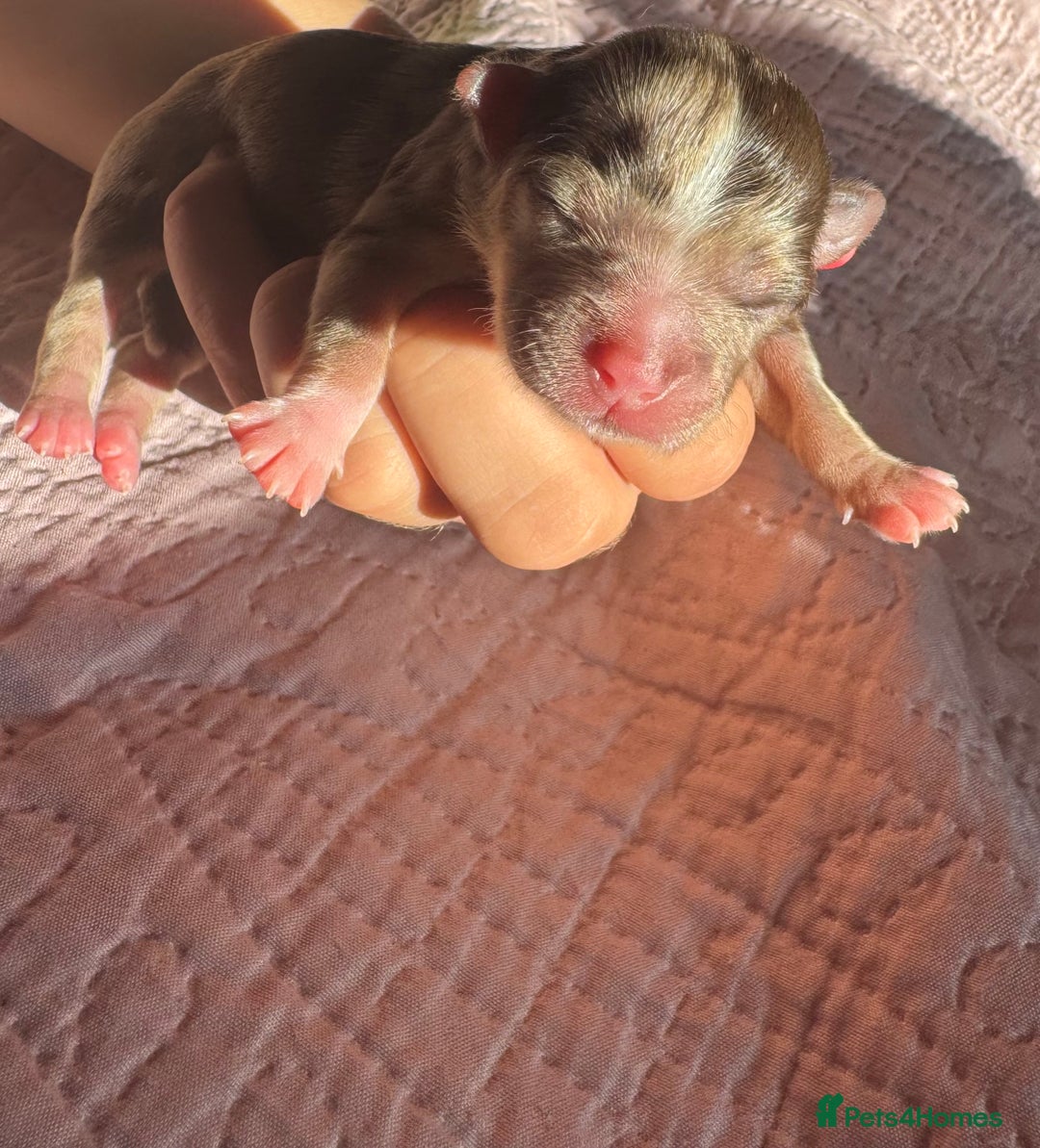 Chihuahua dogs for sale: Chocolate Merle Longhair Chihuahua,1boy 1girl left - Image 6