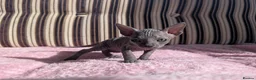 Sphynx cats for sale: Ready for reservation  - Advert 14