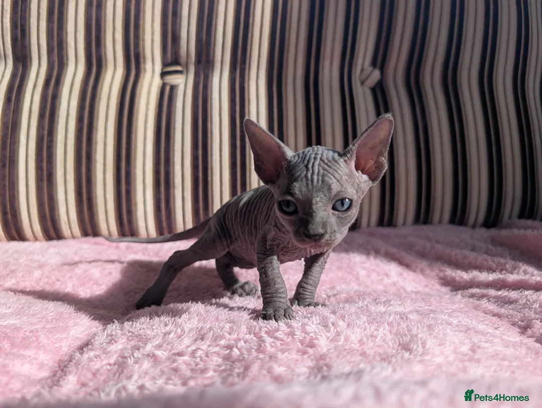 Sphynx cats for sale: Ready for reservation  - Advert 14