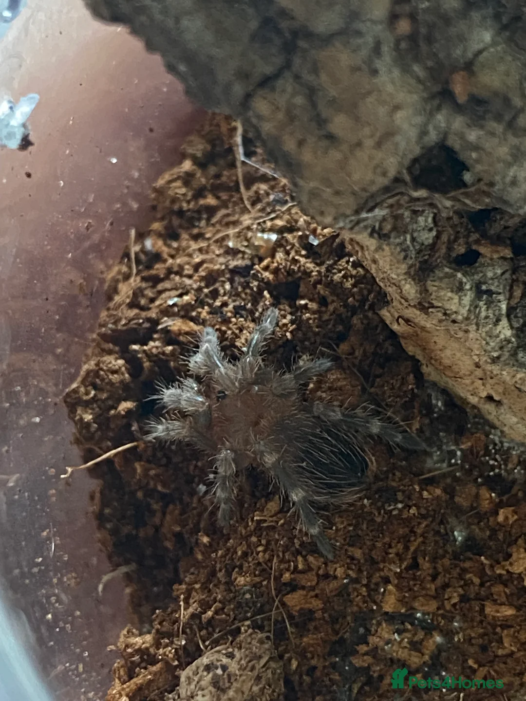 Mixed Breed reptiles for sale: Reptile, invert and amphibian rescue service.  - Advert 16