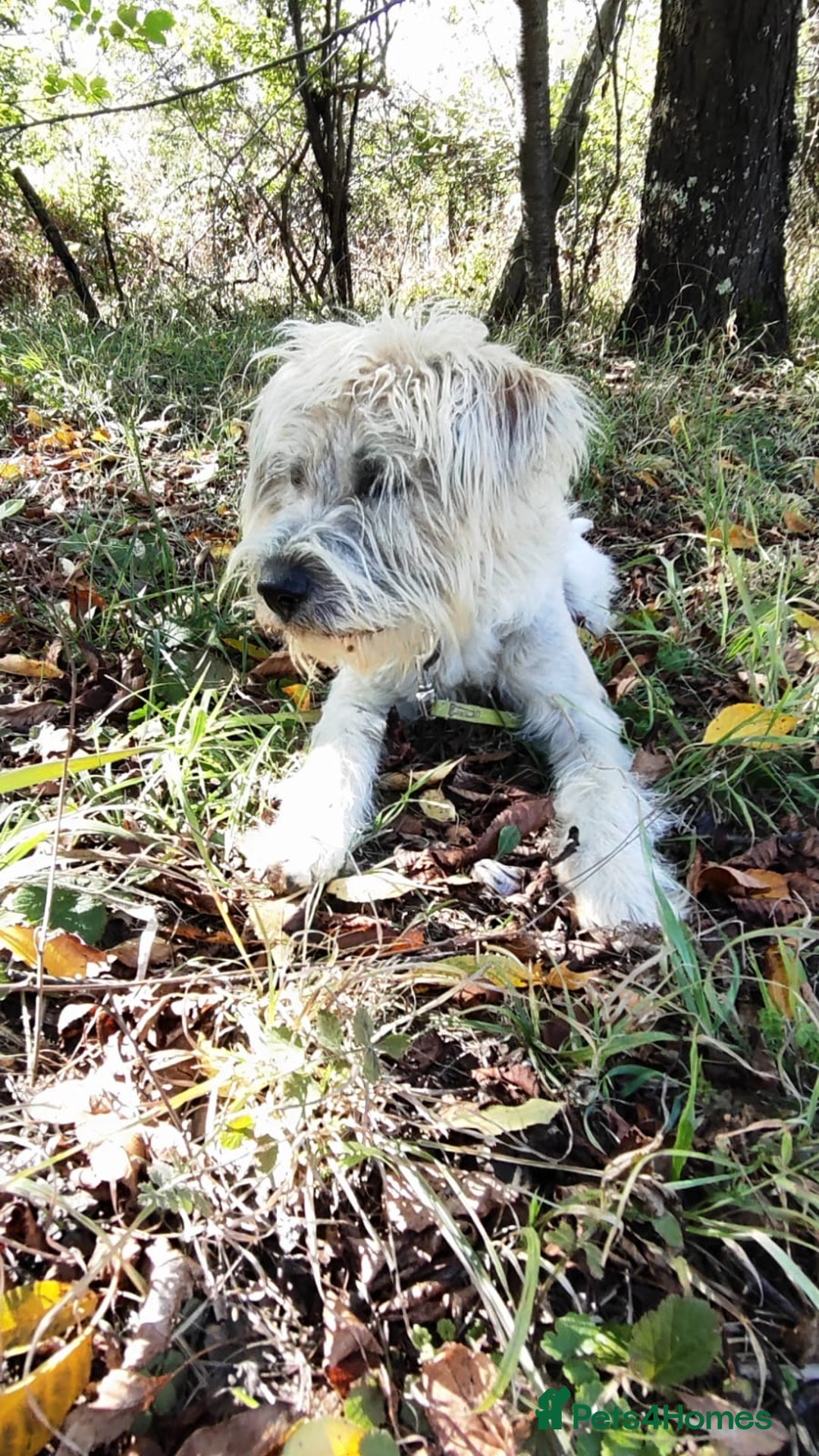 Mixed Breed dogs for adoption: Randolph, 2 - 3 yrs. Available for adoption. - Image 26