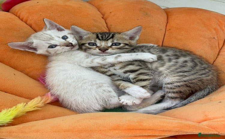 Bengal cats - Advert 5