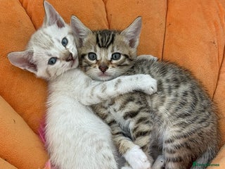 Bengal cats - Advert 11
