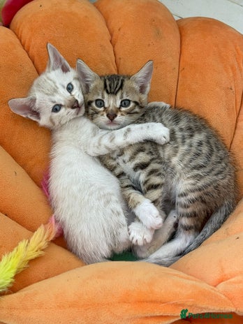 Bengal cats - Advert 5