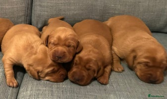Labrador Retriever dogs Fox Red, Health Tested, KC Reg Lab Puppies - Advert 2