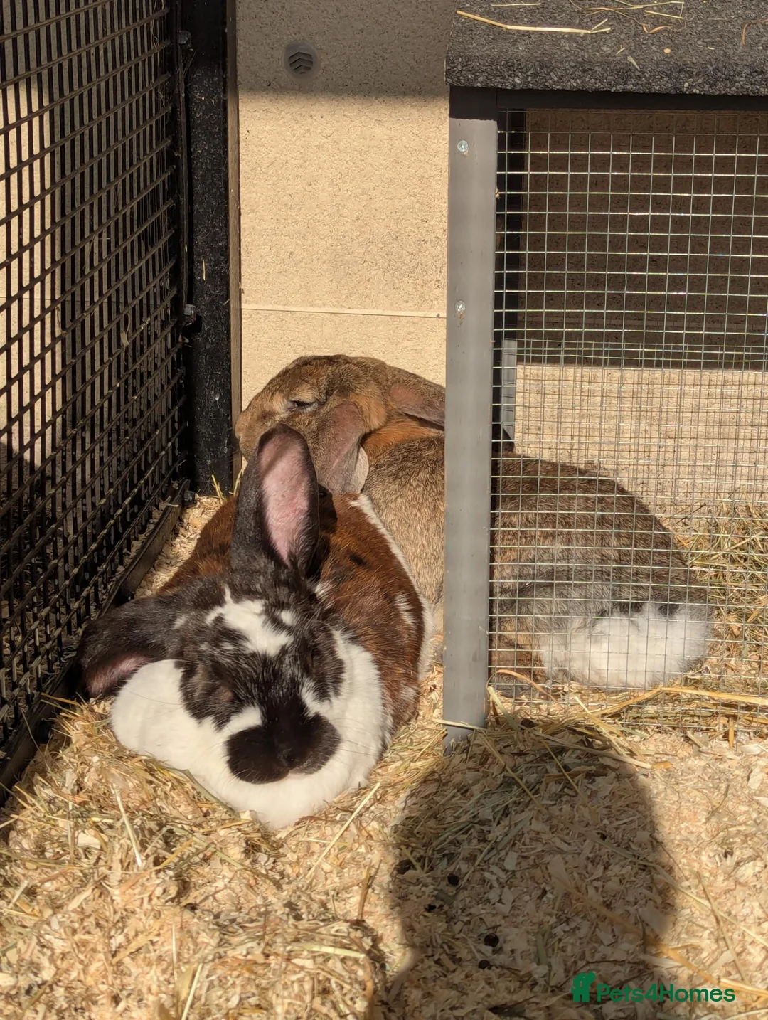 Mixed Breed rabbits for sale: 2 female rabbits looking for a forever home  - Advert 2