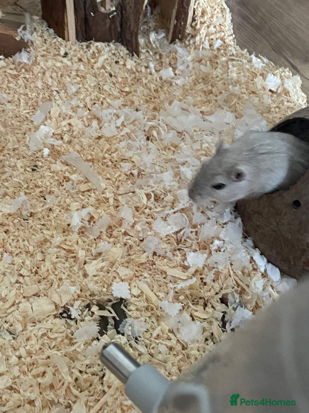 Gerbil rodents for sale: 2 male gerbils  - Image 5
