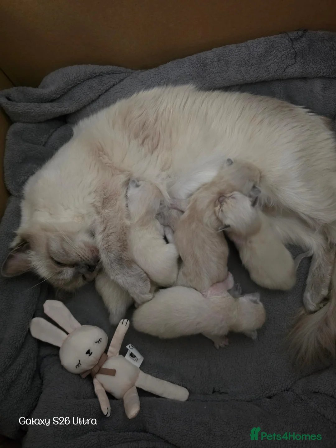 Ragdoll cats for sale: Ragdoll babies for sale in Dudley - Advert 3