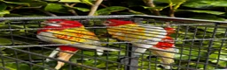 Parrots birds for sale: Pair of Rosselas, Bourkes, Cocktails & Exhibitions in Walsall - Advert 1