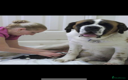 Saint Bernard dogs for sale: Smooth male puppy  - Image 8