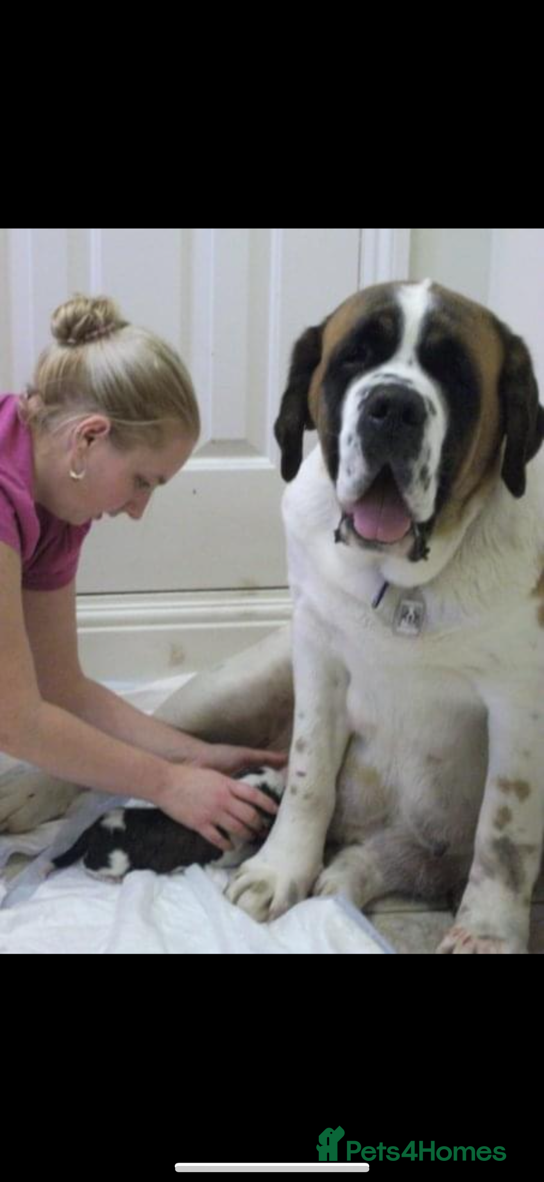 Saint Bernard dogs for sale: Smooth male puppy  - Image 8