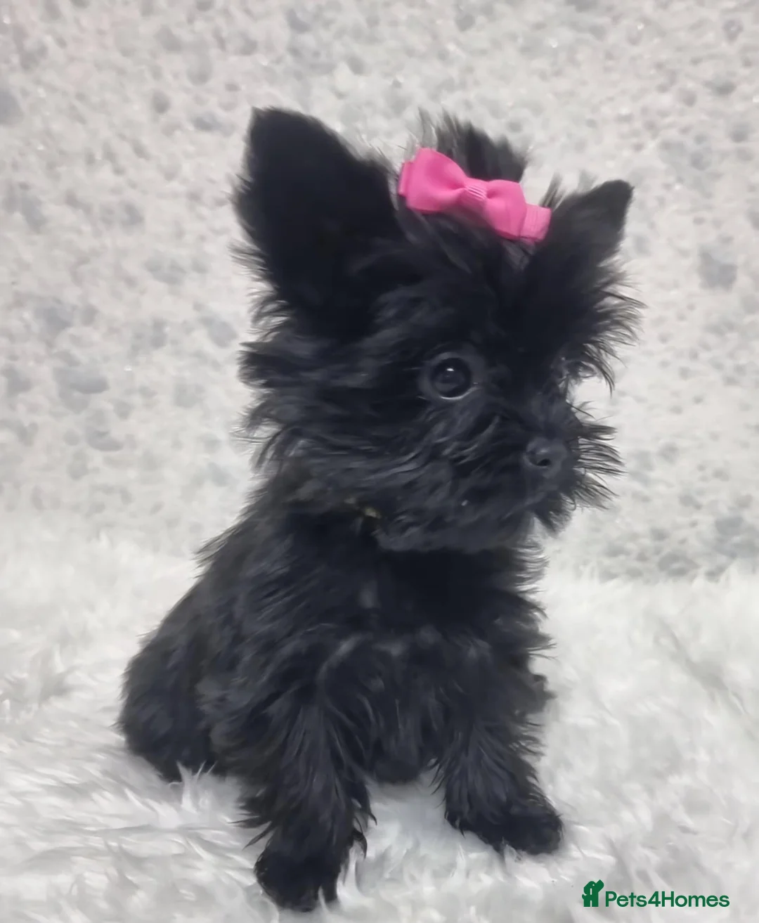 Yorkshire Terrier dogs for sale: Yorkshire Terrier  - Advert 7