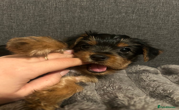 Yorkshire Terrier dogs - Advert 1