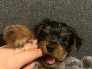 Yorkshire Terrier dogs - Advert 1