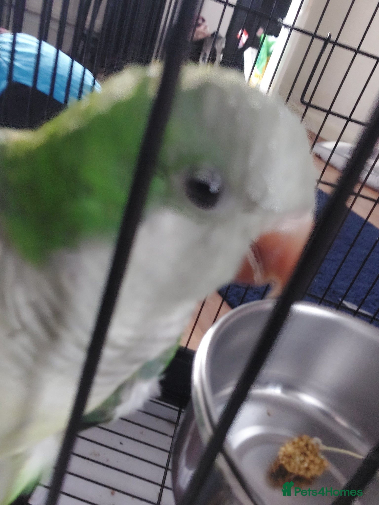 Parakeets birds A quaker parrot - Advert 6