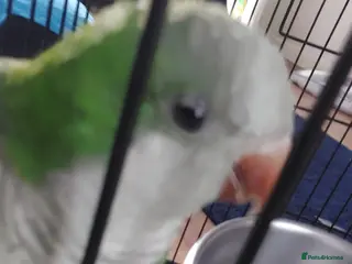 Parakeets birds A quaker parrot - Advert 6