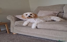 Cavapoo dogs for sale: Male cavapoo  - Image 1