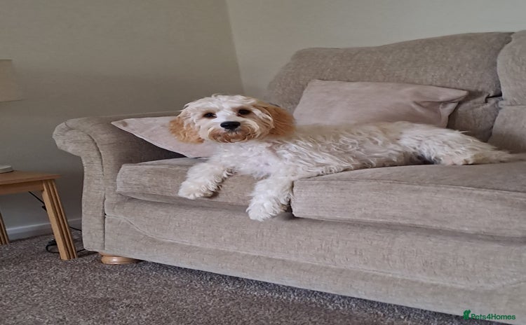 Cavapoo dogs - Advert 5