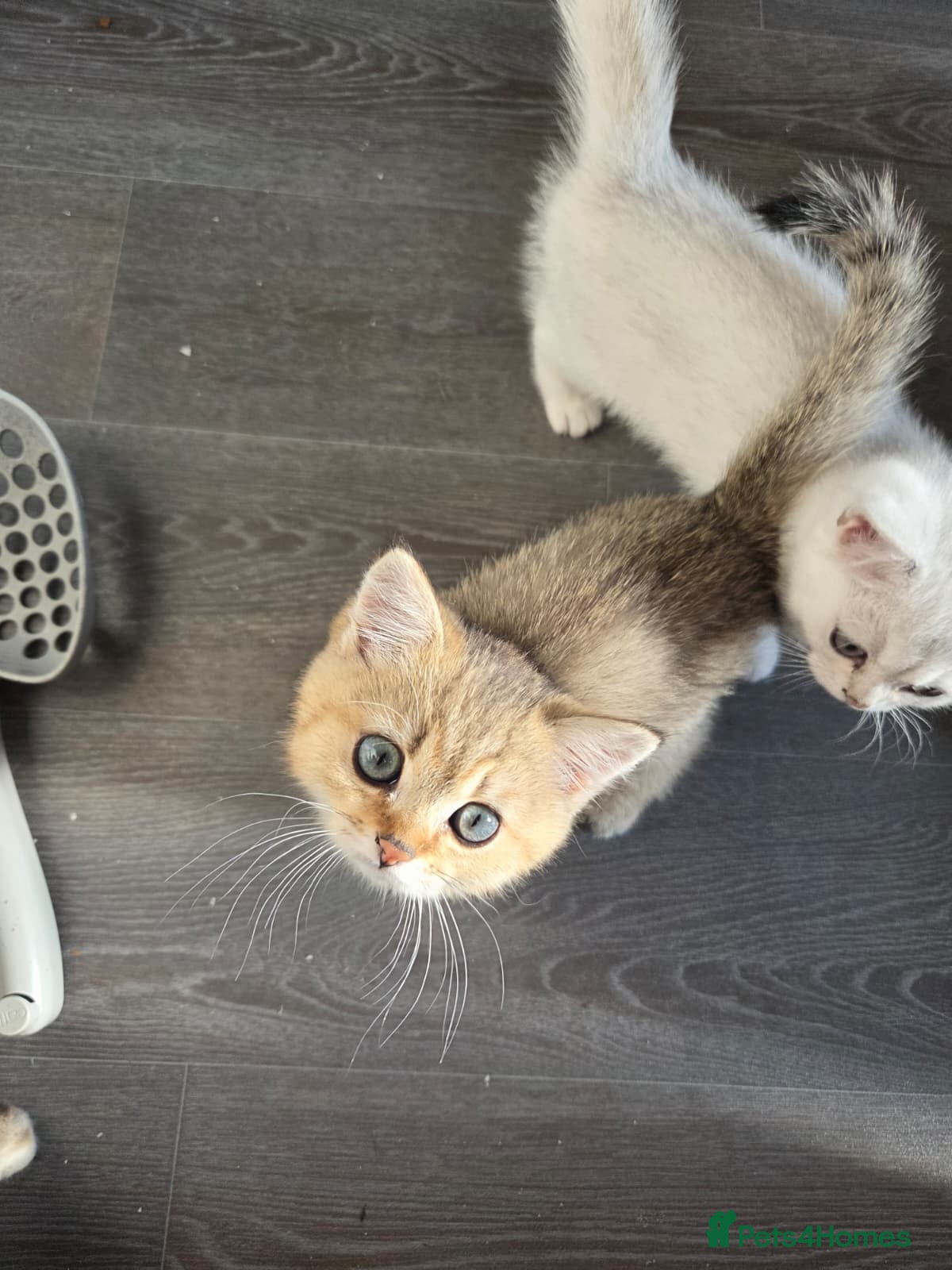 British Shorthair cats 🐱 British Shorthair Kittens for Sale 🐱 - Advert 1