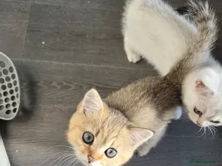 British Shorthair cats 🐱 British Shorthair Kittens for Sale 🐱 - Advert 1