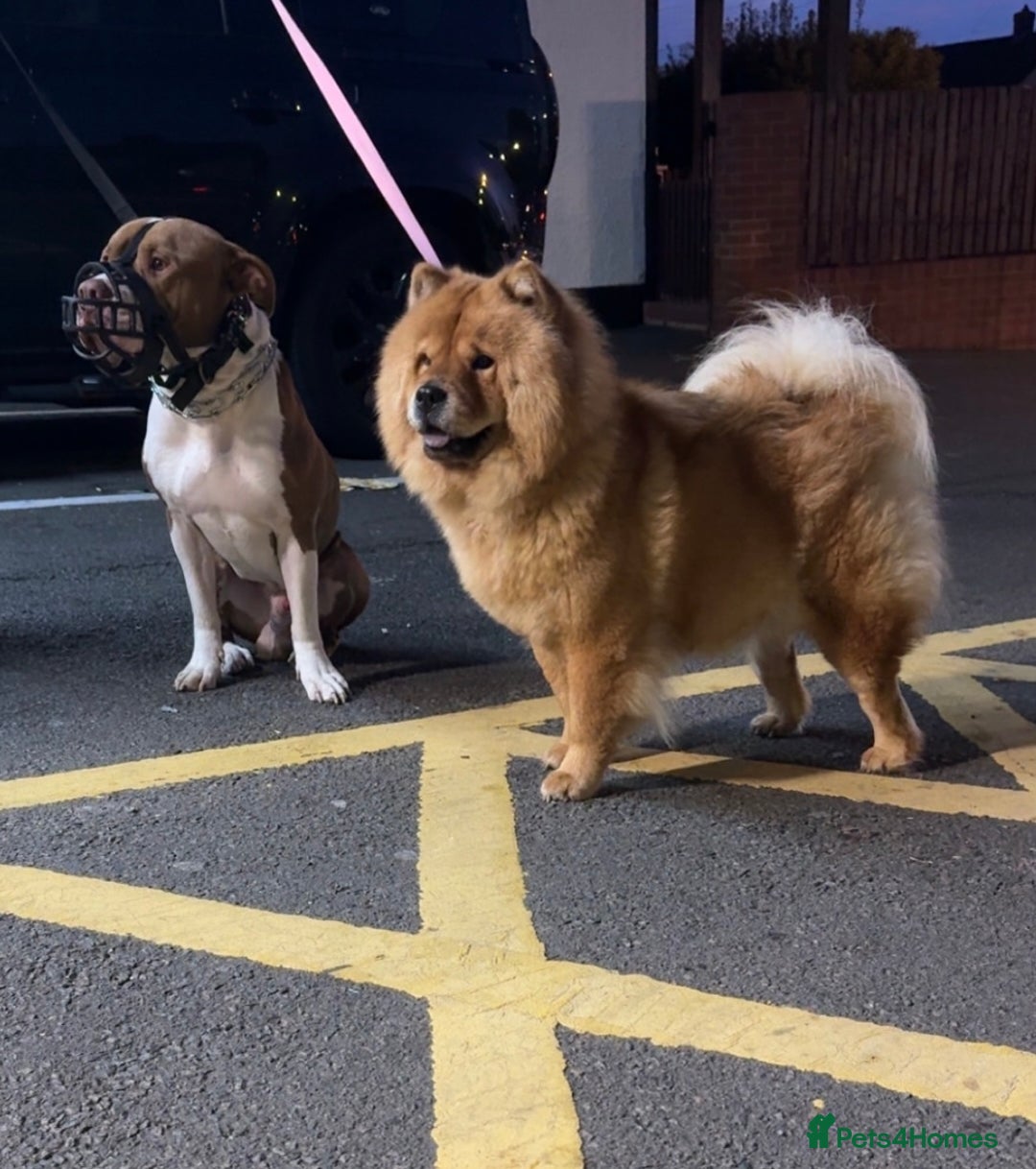 Mixed Breed dogs for sale: Chowbull pups for sale - Image 7