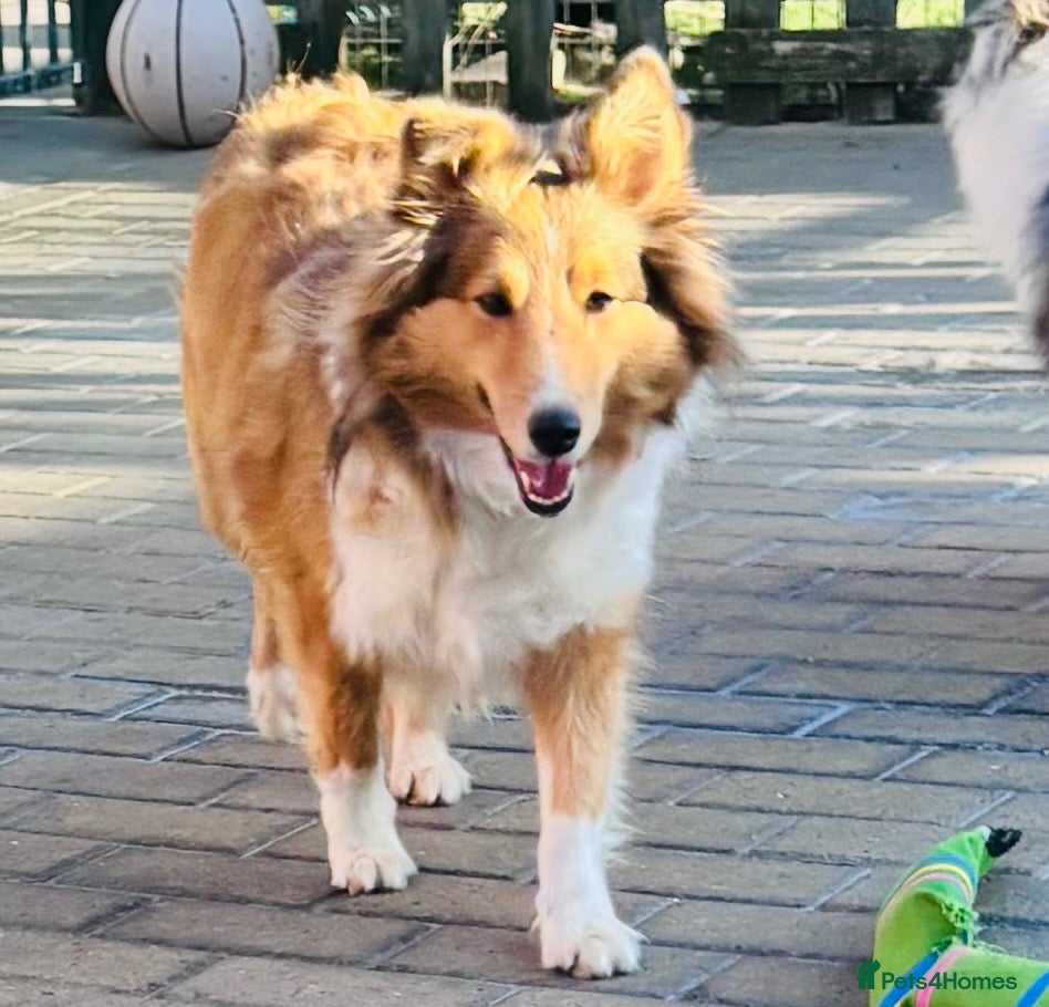 Shetland Sheepdog dogs Sable Shetland sheepdog girl  - Advert 1