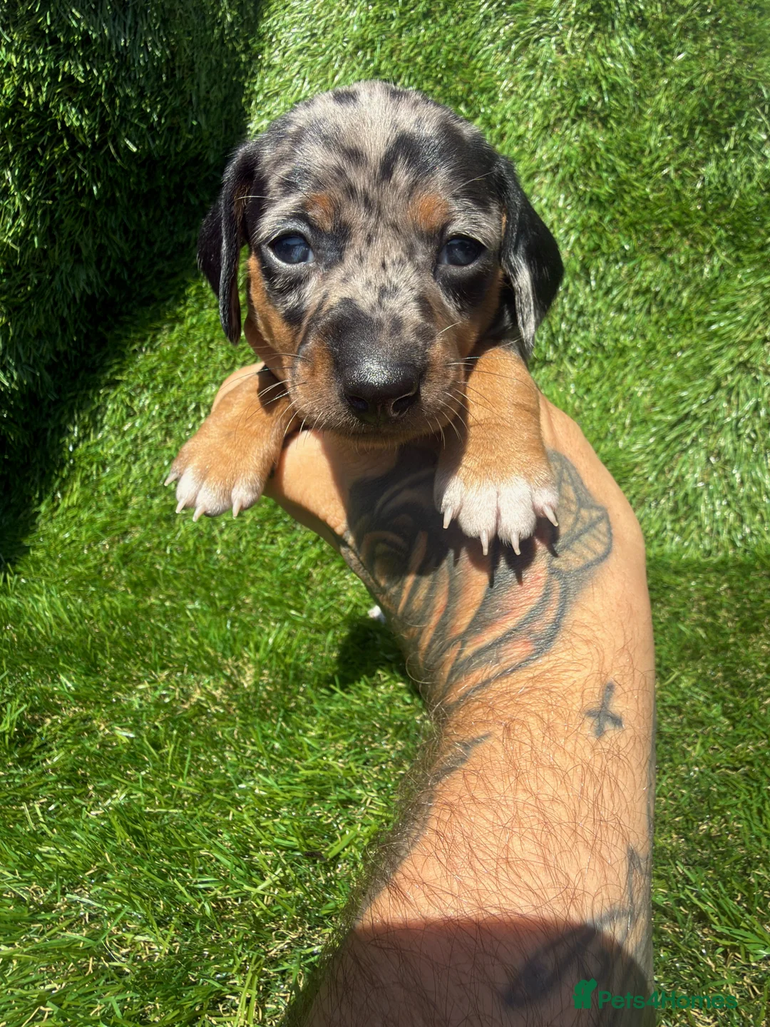 Dachshund dogs for sale: 🐾DWKC REG, DACHSHUND PUPPIES - Advert 2