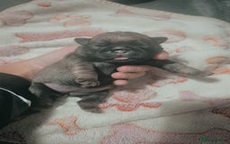 Pug dogs for sale: Pug puppys  - Image 2