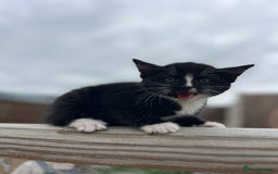 Mixed Breed cats for sale: Bengal Mix- Ready! 4/6 left  - Image 23