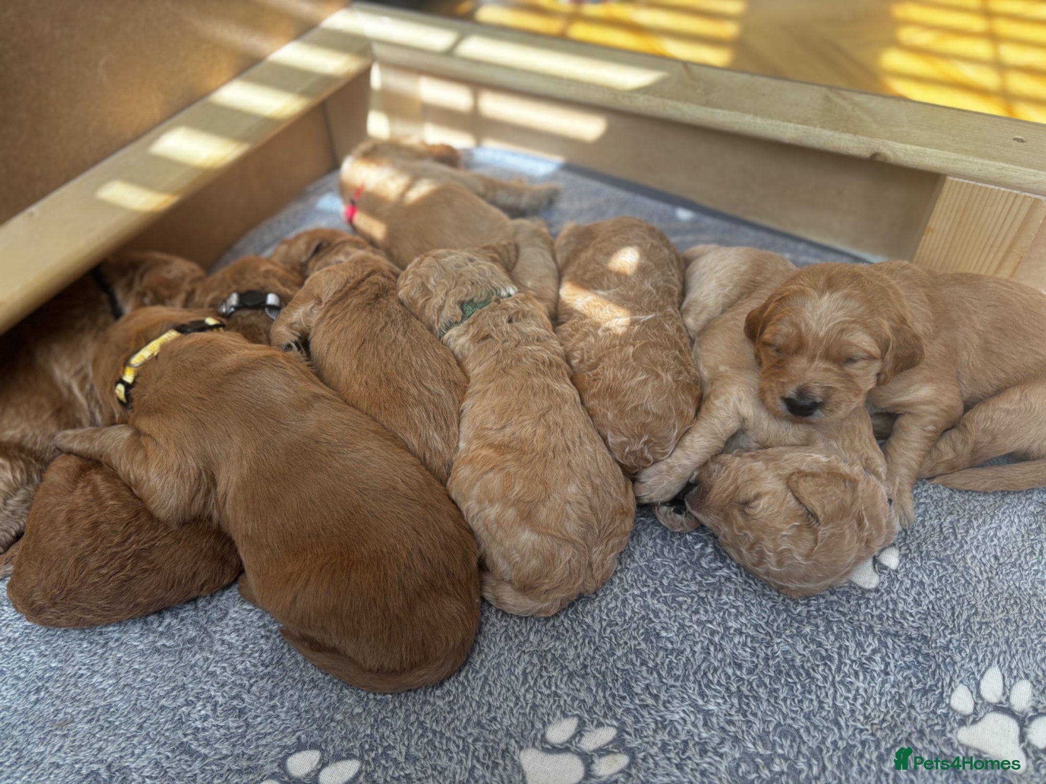 Double Doodle dogs Beautiful double/golden doodles from family pet - Advert 4