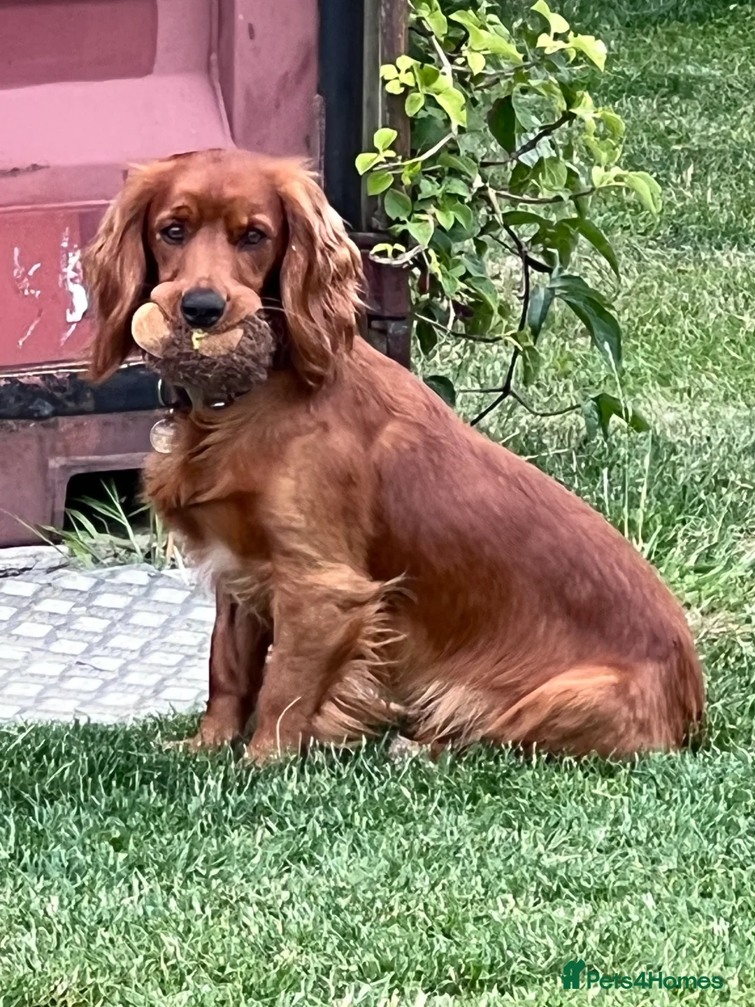 Cocker Spaniel dogs for stud: Fully health tested KC reg Working Cocker at Stud - Advert 2