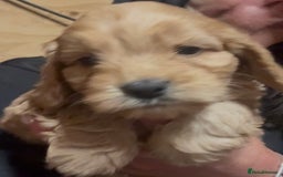 Cockapoo dogs for sale: Cockapoo puppies  - Advert 7