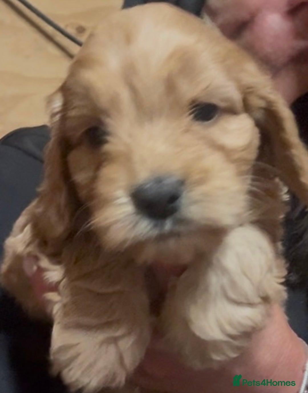 Cockapoo dogs for sale: Cockapoo puppies  - Advert 7